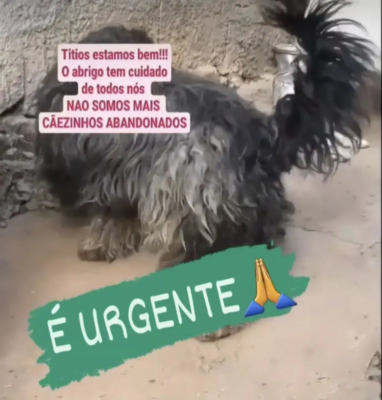 Cachorro resgatado e cuidado em abrigo apoiado pelo Doe Dance